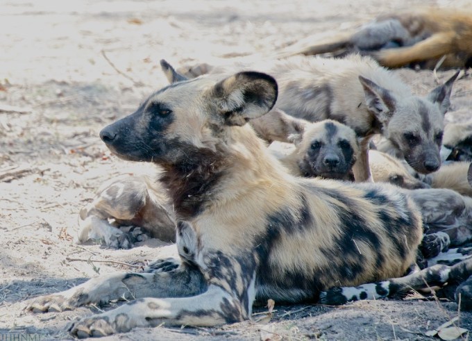 PAINTED DOG