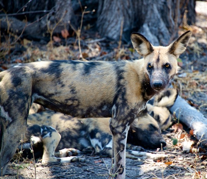 PAINTED DOG II