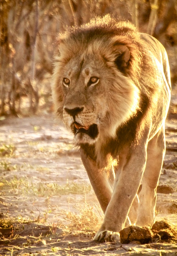 male lion
