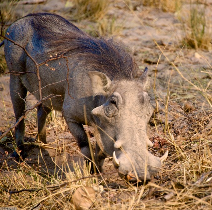 WARTHOG